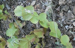 Acourtia nana