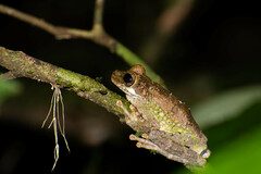 Osteocephalus cabrerai