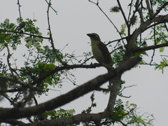 Saltator striatipectus