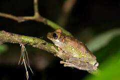 Osteocephalus cabrerai