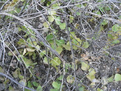 Acourtia nana
