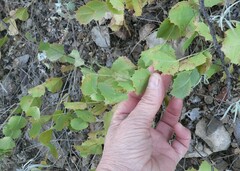 Acourtia nana