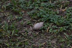 Megalobulimus oblongus