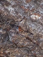 Crematogaster contemta