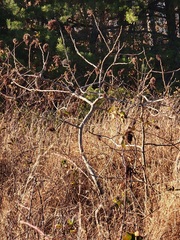Rhus copallinum