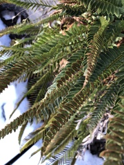 Polystichum imbricans