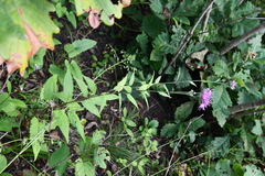 Saussurea ussuriensis