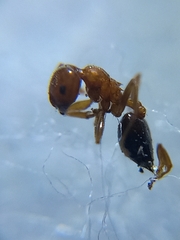 Crematogaster contemta