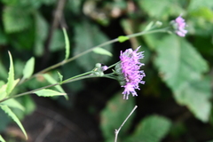 Saussurea ussuriensis