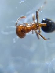 Crematogaster contemta