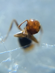 Crematogaster contemta