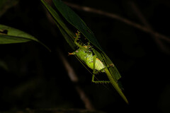 Panacanthus cuspidatus