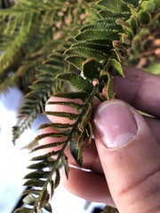 Polystichum imbricans