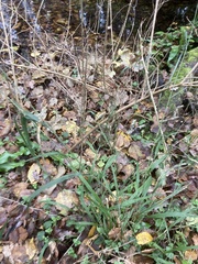 Brachypodium sylvaticum