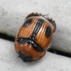Bolbocerosoma confusum