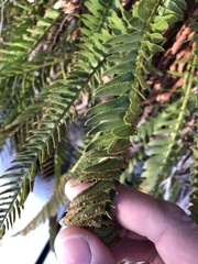 Polystichum imbricans