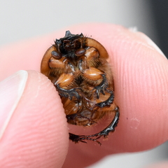 Bolbocerosoma confusum