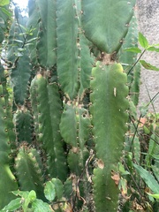 Cereus jamacaru