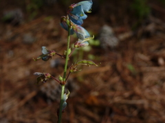 Desmodium nuttallii