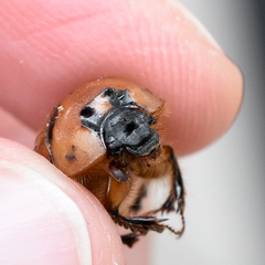 Bolbocerosoma confusum