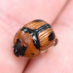 Bolbocerosoma confusum