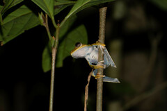 Boana calcarata