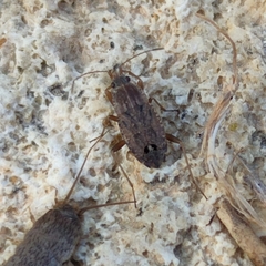Ischnopeza pallipes