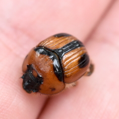 Bolbocerosoma confusum