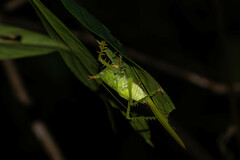 Panacanthus cuspidatus