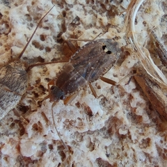 Ischnopeza pallipes