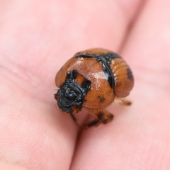 Bolbocerosoma confusum