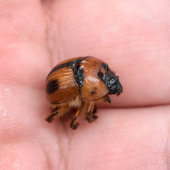 Bolbocerosoma confusum