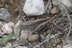 Platycleis intermedia