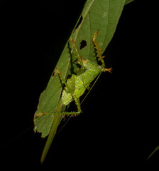 Panacanthus cuspidatus