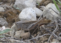 Platycleis intermedia