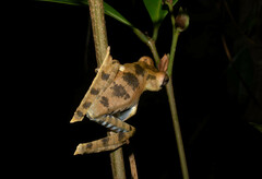 Boana calcarata