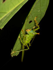Panacanthus cuspidatus