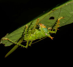 Panacanthus cuspidatus