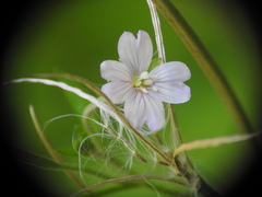 Epilobium palustre