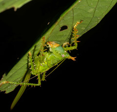 Panacanthus cuspidatus