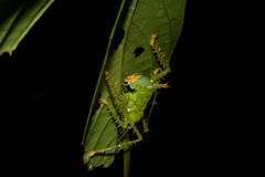 Panacanthus cuspidatus