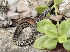 Hemorrhois hippocrepis