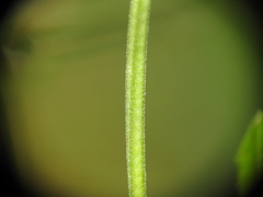 Epilobium palustre