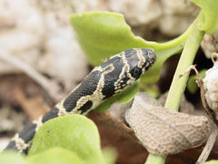 Hemorrhois hippocrepis