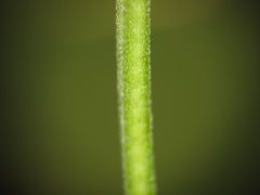 Epilobium palustre