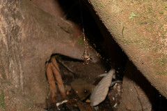 Spilasma duodecimguttata