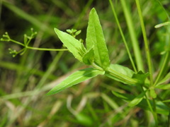 Epilobium palustre