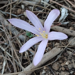 Colchicum stevenii