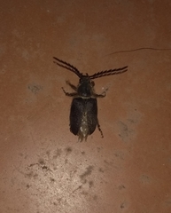 Cerambycoidea