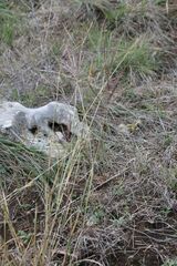 Bothriochloa ischaemum